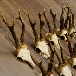 15 Stück Rehgeweihe Reh Bock Geweihe Geweih 12.148