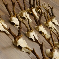 15 Stück Rehgeweihe Reh Bock Geweihe Geweih 12.148