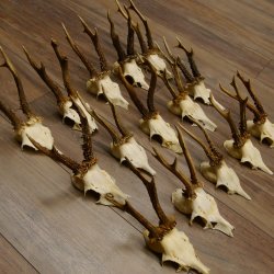 15 Stück Rehgeweihe Reh Bock Geweihe Geweih 12.148