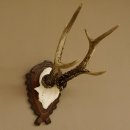 Rehgeweih Rehbock 6 er, Gewicht 325 g Reh Geweih Bock Gehörn 607.139