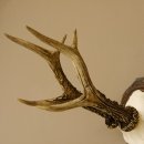 Rehgeweih Rehbock 6 er, Gewicht 325 g Reh Geweih Bock Gehörn 607.139
