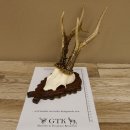 Rehgeweih Rehbock 6 er, Gewicht 325 g Reh Geweih Bock Gehörn 607.139