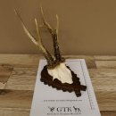 Rehgeweih Rehbock 6 er, Gewicht 325 g Reh Geweih Bock Gehörn 607.139