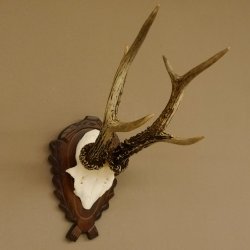 Rehgeweih Rehbock 6 er, Gewicht 325 g Reh Geweih Bock Gehörn 607.139