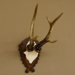 Rehgeweih Rehbock 6 er, Gewicht 325 g Reh Geweih Bock Gehörn 607.139