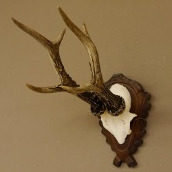 Rehgeweih Rehbock 6 er, Gewicht 325 g Reh Geweih Bock Gehörn 607.139