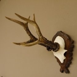 Rehgeweih Rehbock 6 er, Gewicht 325 g Reh Geweih Bock Gehörn 607.139
