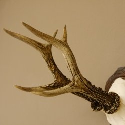 Rehgeweih Rehbock 6 er, Gewicht 325 g Reh Geweih Bock Gehörn 607.139