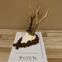Rehgeweih Rehbock 6 er, Gewicht 325 g Reh Geweih Bock Gehörn 607.139