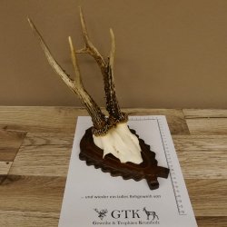 Rehgeweih Rehbock 6 er, Gewicht 325 g Reh Geweih Bock Gehörn 607.139