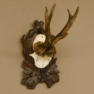 Rehgeweih Rehbock Reh Geweih Bock Gehörn geschnitztem Trophäenschild 607.140