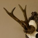 Rehgeweih Rehbock Reh Geweih Bock Gehörn geschnitztem Trophäenschild 607.140