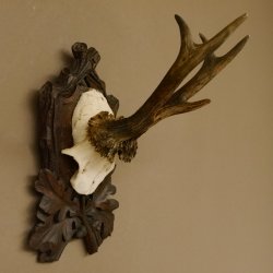 Rehgeweih Rehbock Reh Geweih Bock Gehörn geschnitztem Trophäenschild 607.140
