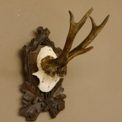 Rehgeweih Rehbock Reh Geweih Bock Gehörn geschnitztem Trophäenschild 607.140