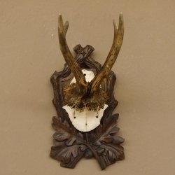 Rehgeweih Rehbock Reh Geweih Bock Gehörn geschnitztem Trophäenschild 607.140