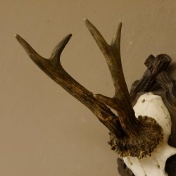 Rehgeweih Rehbock Reh Geweih Bock Gehörn geschnitztem Trophäenschild 607.140
