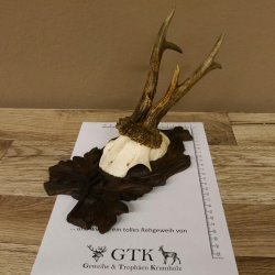 Rehgeweih Rehbock Reh Geweih Bock Gehörn geschnitztem Trophäenschild 607.140
