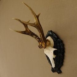 Rehgeweih Rehbock 6 er, Gewicht 301 g Reh Geweih Bock Gehörn Trophäenschild 607.141