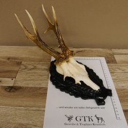 Rehgeweih Rehbock 6 er, Gewicht 301 g Reh Geweih Bock Gehörn Trophäenschild 607.141