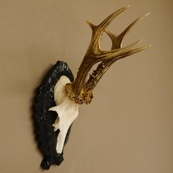 Rehgeweih Rehbock 6 er, Gewicht 301 g Reh Geweih Bock Gehörn Trophäenschild 607.141
