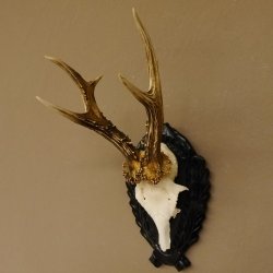 Rehgeweih Rehbock 6 er, Gewicht 301 g Reh Geweih Bock Gehörn Trophäenschild 607.141