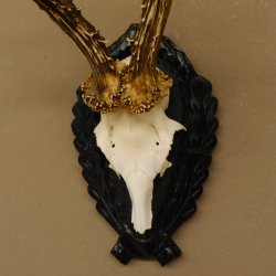 Rehgeweih Rehbock 6 er, Gewicht 301 g Reh Geweih Bock Gehörn Trophäenschild 607.141