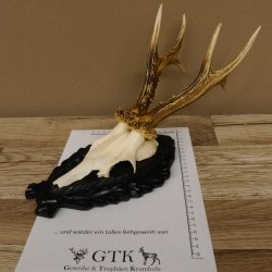 Rehgeweih Rehbock 6 er, Gewicht 301 g Reh Geweih Bock Gehörn Trophäenschild 607.141