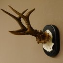 Rehgeweih Rehbock 6 er Reh Geweih Bock Gehörn Trophäenschild 607.142
