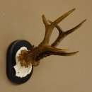 Rehgeweih Rehbock 6 er Reh Geweih Bock Gehörn Trophäenschild 607.142
