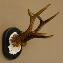Rehgeweih Rehbock 6 er Reh Geweih Bock Gehörn Trophäenschild 607.142