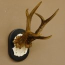 Rehgeweih Rehbock 6 er Reh Geweih Bock Gehörn Trophäenschild 607.142