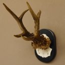 Rehgeweih Rehbock 6 er Reh Geweih Bock Gehörn Trophäenschild 607.142