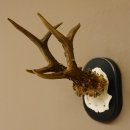 Rehgeweih Rehbock 6 er Reh Geweih Bock Gehörn Trophäenschild 607.142