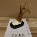 Rehgeweih Rehbock 6 er Reh Geweih Bock Gehörn Trophäenschild 607.142