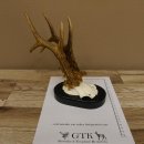 Rehgeweih Rehbock 6 er Reh Geweih Bock Gehörn Trophäenschild 607.142