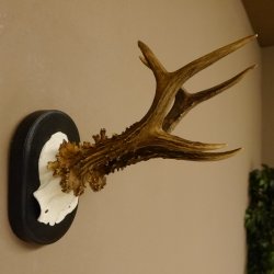 Rehgeweih Rehbock 6 er Reh Geweih Bock Gehörn Trophäenschild 607.142