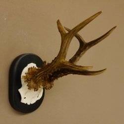 Rehgeweih Rehbock 6 er Reh Geweih Bock Gehörn Trophäenschild 607.142