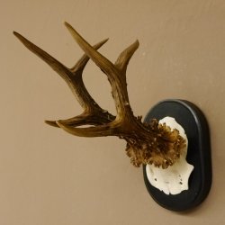Rehgeweih Rehbock 6 er Reh Geweih Bock Gehörn Trophäenschild 607.142