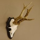 Rehgeweih Rehbock 6 er, Gewicht 335 g Reh Geweih Bock Gehörn Trophäenschild 607.143