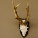 Rehgeweih Rehbock 6 er, Gewicht 335 g Reh Geweih Bock Gehörn Trophäenschild 607.143