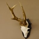 Rehgeweih Rehbock 6 er, Gewicht 335 g Reh Geweih Bock Gehörn Trophäenschild 607.143