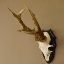 Rehgeweih Rehbock 6 er, Gewicht 335 g Reh Geweih Bock Gehörn Trophäenschild 607.143