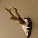 Rehgeweih Rehbock 6 er, Gewicht 335 g Reh Geweih Bock Gehörn Trophäenschild 607.143
