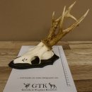Rehgeweih Rehbock 6 er, Gewicht 335 g Reh Geweih Bock Gehörn Trophäenschild 607.143