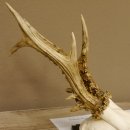 Rehgeweih Rehbock 6 er, Gewicht 335 g Reh Geweih Bock Gehörn Trophäenschild 607.143