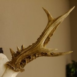 Rehgeweih Rehbock 6 er, Gewicht 335 g Reh Geweih Bock Gehörn Trophäenschild 607.143