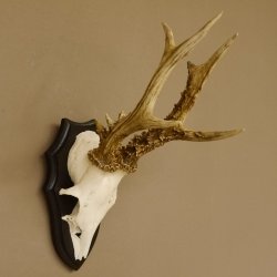 Rehgeweih Rehbock 6 er, Gewicht 335 g Reh Geweih Bock Gehörn Trophäenschild 607.143