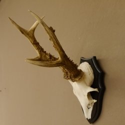 Rehgeweih Rehbock 6 er, Gewicht 335 g Reh Geweih Bock Gehörn Trophäenschild 607.143