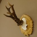 Rehgeweih Rehbock 6 er, Gewicht 318 g Reh Geweih Bock...