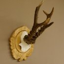 Rehgeweih Rehbock 6 er, Gewicht 318 g Reh Geweih Bock...